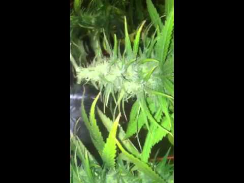 Sour kush haze grow 2013