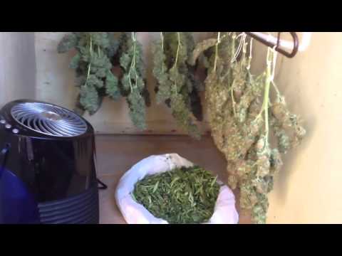 How To Properly Dry  Cannabis