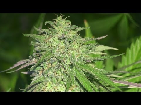 STRAIN REVIEW: PINEAPPLE WRECK!