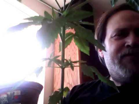 Windowsill cannabis grow 18 or over