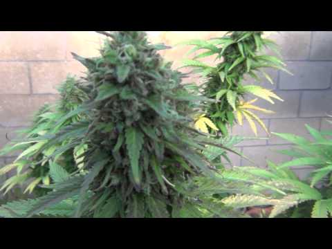 Outdoor Cannabis Grow: Right Before Harvest