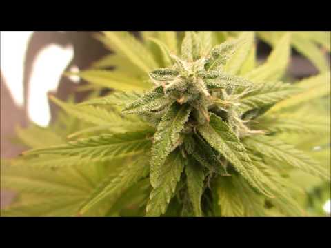 SSTV : A Legal Outdoor Medical Marijuana Grow Update 2