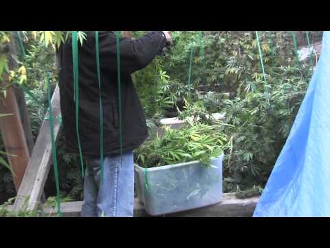 CANNA HARVEST 2013! Ep.1 Pineapple Wreck!