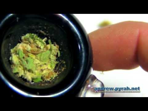 PART 2 - SOUR SECRET - DNA Genetics - Voyagers Coffeeshop - Amsterdam Weed Review