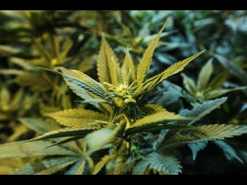 POLITICAL EMPIRE:  Lawsuit challenges Murrieta marijuana dispensary ban