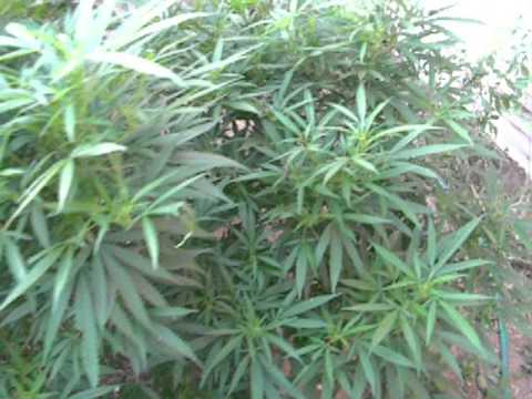 Outdoor Marijuana Grow #1