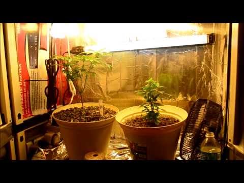 EP. 11 Week 2 of Flower | Indoor CFL Cannabis Grow
