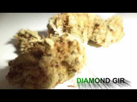 CannabisDatabase - Diamond Girl Strain