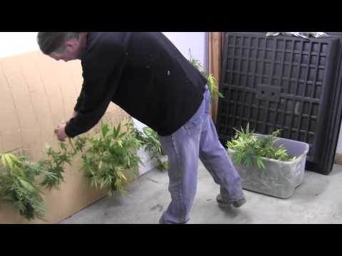 Harvesting Outdoor Cannabis: Kandy Kush!