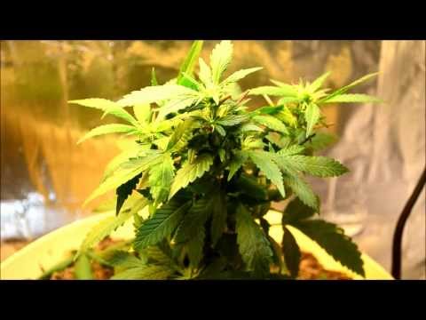 The Seedlings Have Risen and a Flowering Update | Indoor CFL Cannabis Grow Cabinet Experiment Closet