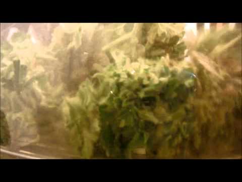 Cannabis Bud Trimmer