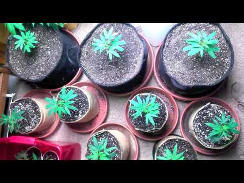 Flower room / Veg room Update 10-17-13