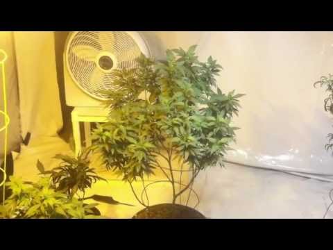 Dab and Update on the grow Enjoy 10-16