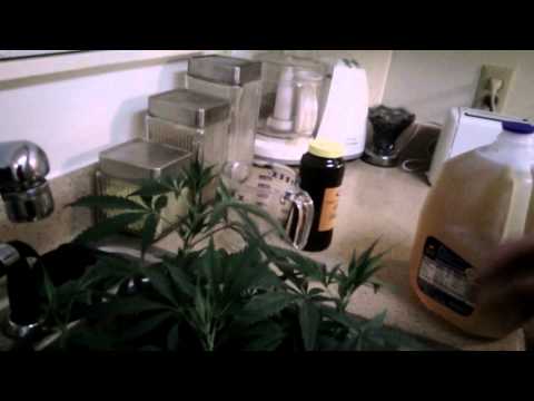 Using molasses in my marijuana grow