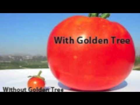 Golden Tree is the Best Hydroponic Fertilizer
