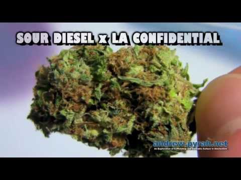 SOUR SECRET - DNA Genetics - Voyagers Coffeeshop - Amsterdam Weed Review