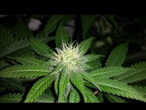 Fuck these grower experts 720p