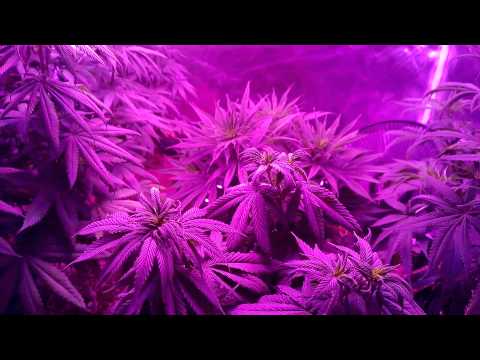 Blackdog LED Platinum XL-U 750W LED Cannabis Grow - TGA / Rare Dankness - Day 0 Flower