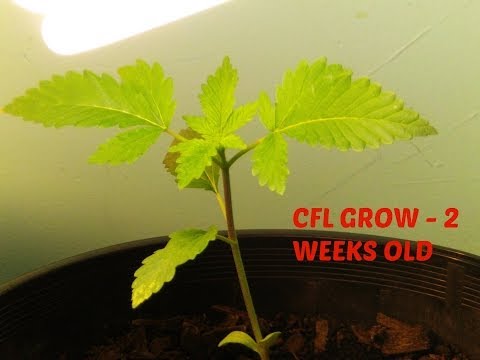 Indoor Cannabis small CFL grow -  2 WEEKS OLD #1