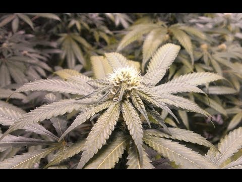 Growing Medical Cannabis: Day 19 of flower, Grand daddy purple, blue dream, and SFV OG