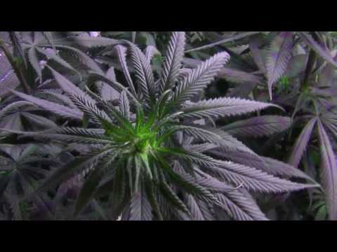 Blackdog LED Platinum XL-U 750W LED Cannabis Grow - TGA / Rare Dankness - Day 4 Flower