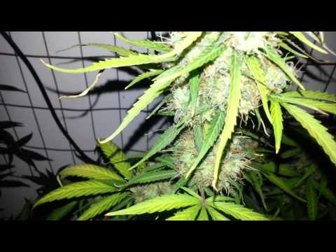 It's to Big?Growing out of closet,LED grow lights,Safer indoors growing,howto