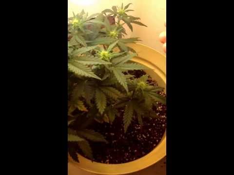 Cannabis Grow-Nirvana Northern Lights-$80 grow room.
