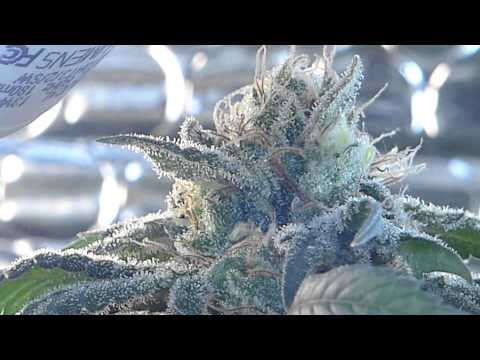 86w CFL Grow box - Day 42 Flowering Strawberry cough - The FLUSH