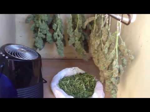 Marijuana Harvest: How To Dry Weed, Pot, Ganja, Cannabis