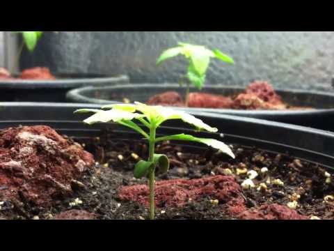 Purple PhantomCookie Seedlings Update