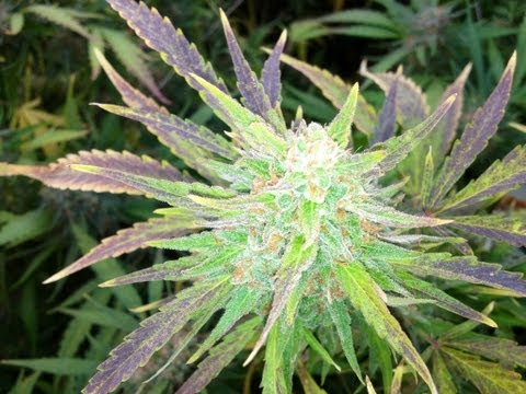 Medical Marijuana Harvest: How to tell when your Cannabis is ripe