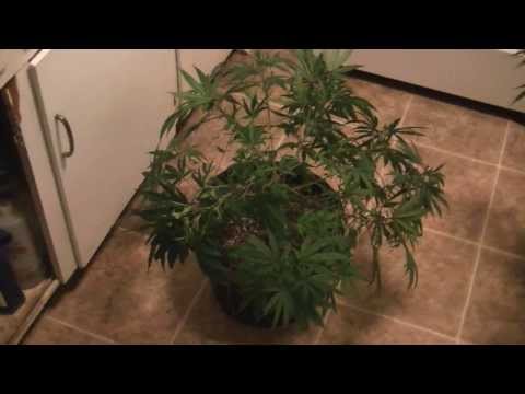 PurpleWreck,sharksbreath,critical kush LST before and after and 5 weeks veg