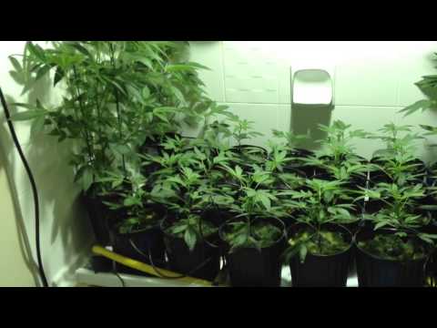 How to Grow Marijuana. Bathtub, Floodtable.
