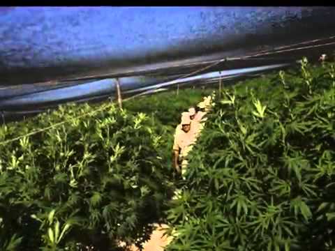 The largest marijuana plantation in the world, Mexico Funny Videos