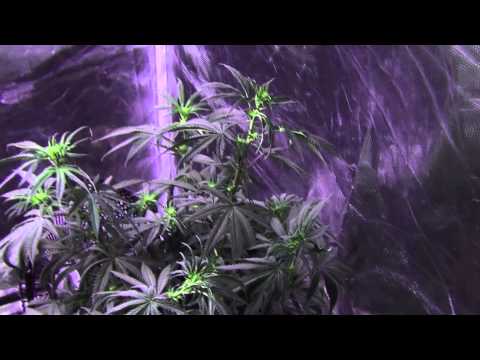 Blackdog LED Platinum XL-U 750W LED Cannabis Grow - TGA / Rare Dankness - Day 10 Flower