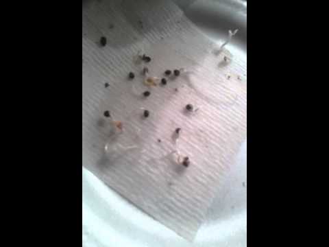germination seeds