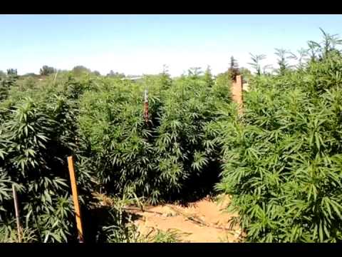 NorCal medical marijuana garden