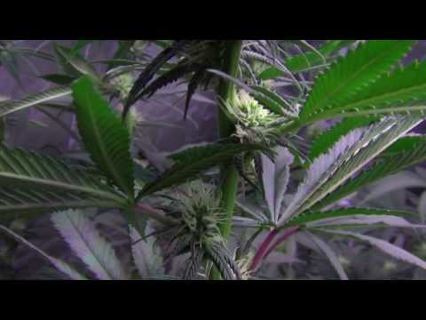 Blackdog LED Platinum XL-U 750W LED Cannabis Grow - Day 18 Flower & Random fuckery!!