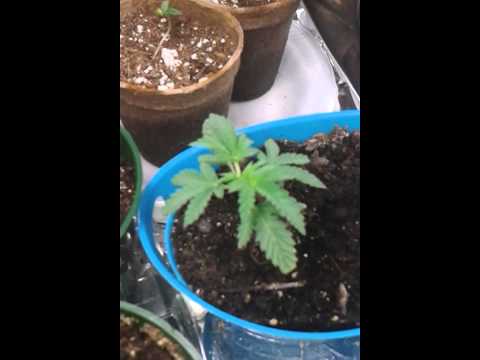 Growing marijuana 3 weeks and 1 week old plants