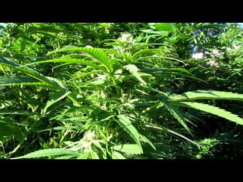 2013 Outdoor grow Biddy early cannabis plants HD