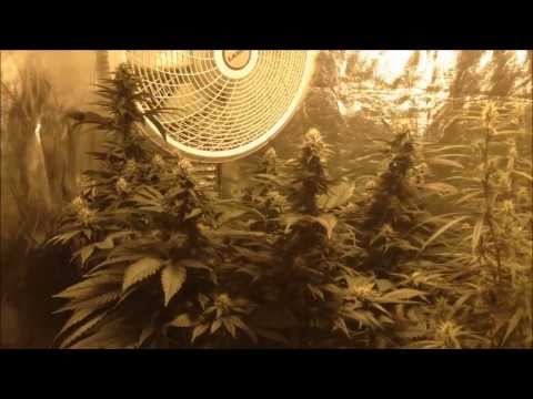 Flower Tent - Day 28 - 11/10/13