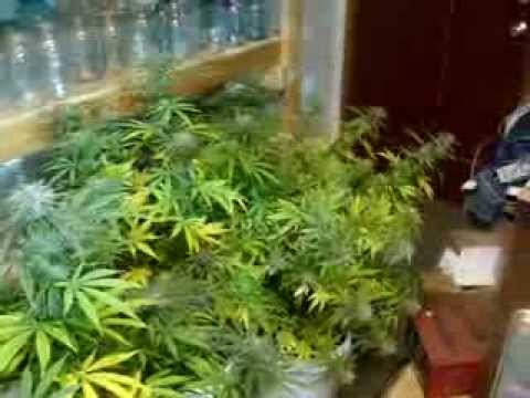 Washington Outdoor Medical Marijuana Grow pt 11 NOVEMBER!!