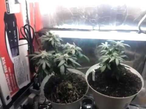 Closet build overheated | Indoor CFL Cannabis Grow Cabinet Experiment Closet