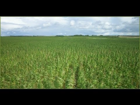 Largest Cannabis Field Ever Found!! 25th Oct. 2013