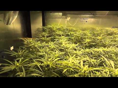 Room A - Blue Dream Cannabis Grow - Flower Part 1