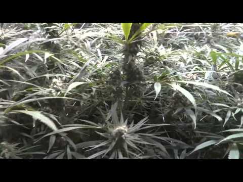 Room A - Blue Dream Cannabis Grow - Flower Part 2