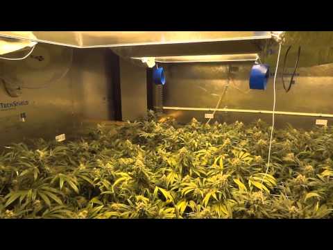 Room B - Green Crack Cannabis Grow - Day 49 of Flower