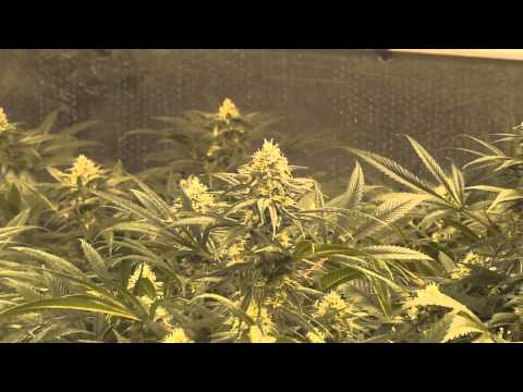 Room B - Green Crack Cannabis Grow - Day 31 of Flower