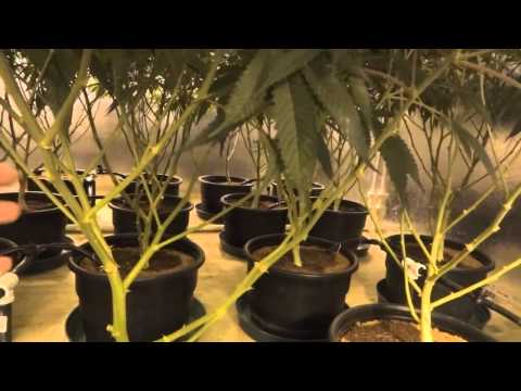 Room B - Green Crack Cannabis Grow - Day 23 of Flower