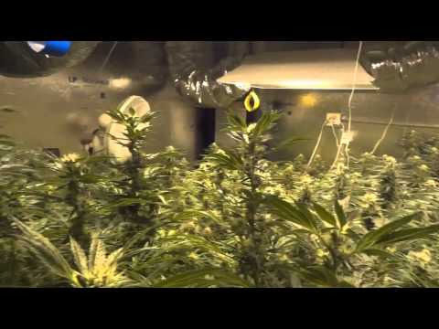 Room A - Super Diesel Haze Cannabis Grow - Day 44 of Flower